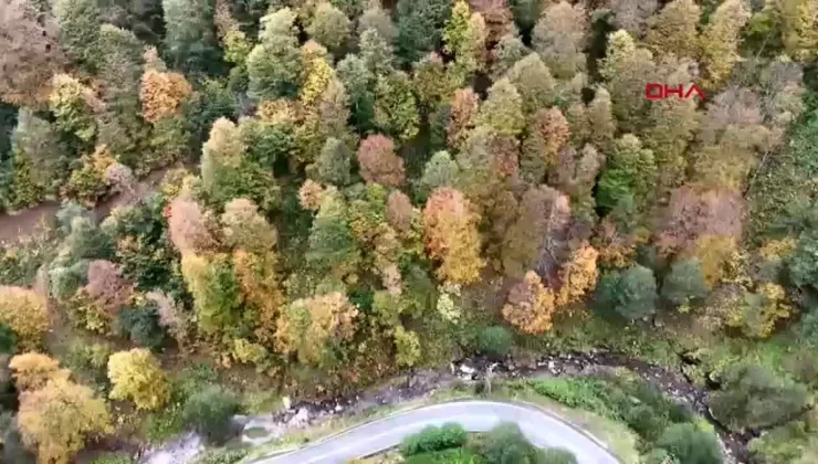 Doğu Karadeniz’de Sonbahar Renk Cümbüşü Oluşturdu